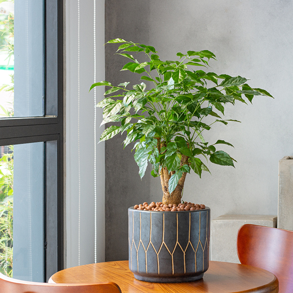 Radermachera sinica Bonsai Form image