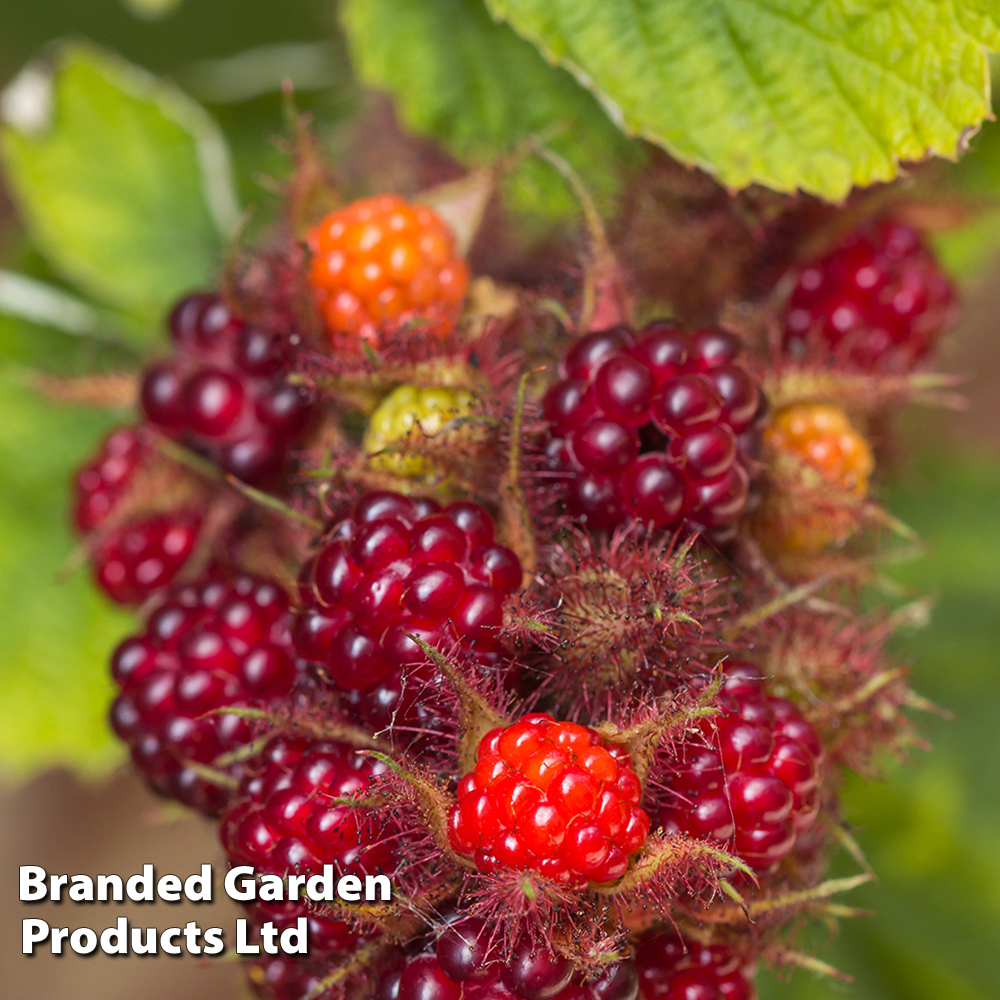 Wineberry image