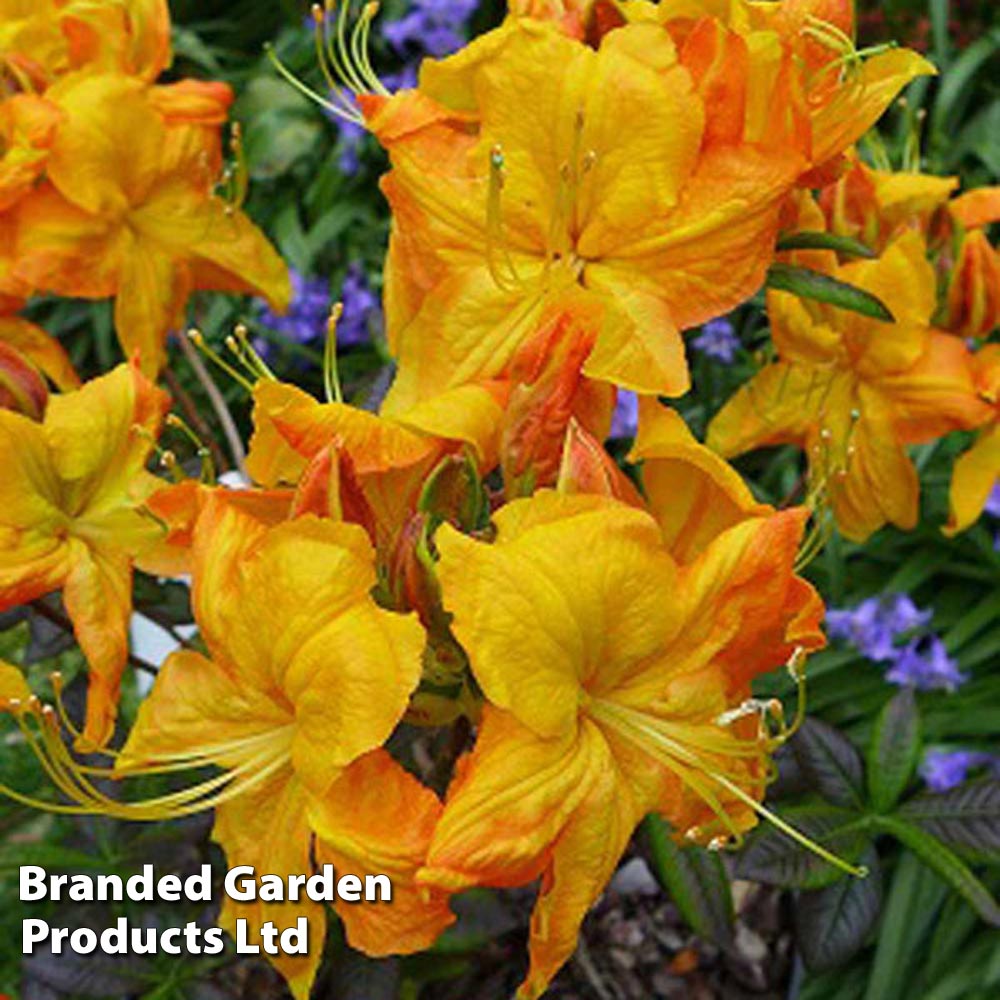 Rhododendron 'Klondyke' (Azalea Group) image