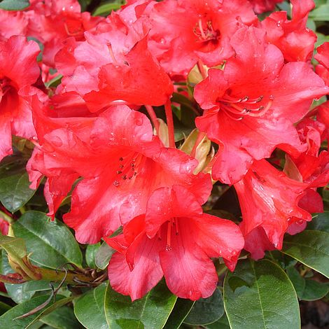 Rhododendron 'Bengal' image