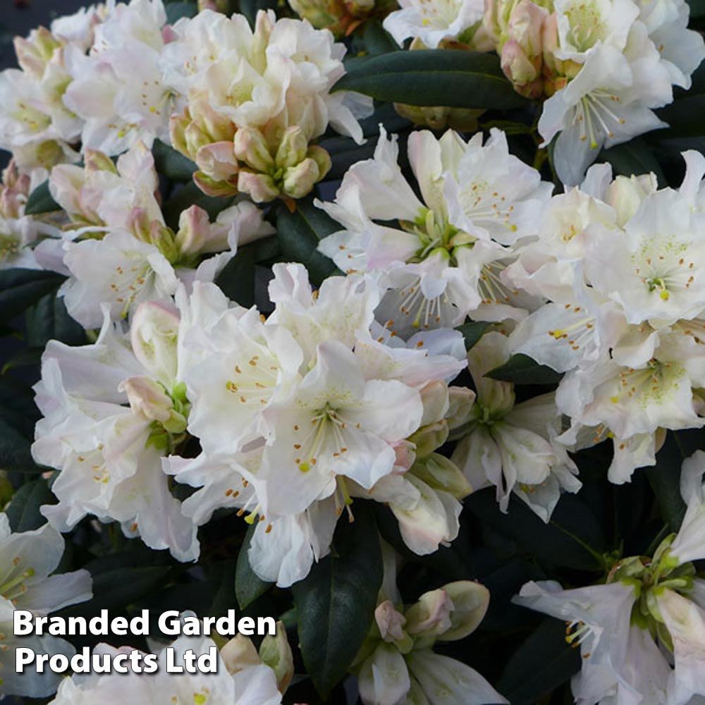 Rhododendron 'Dora Amateis' image