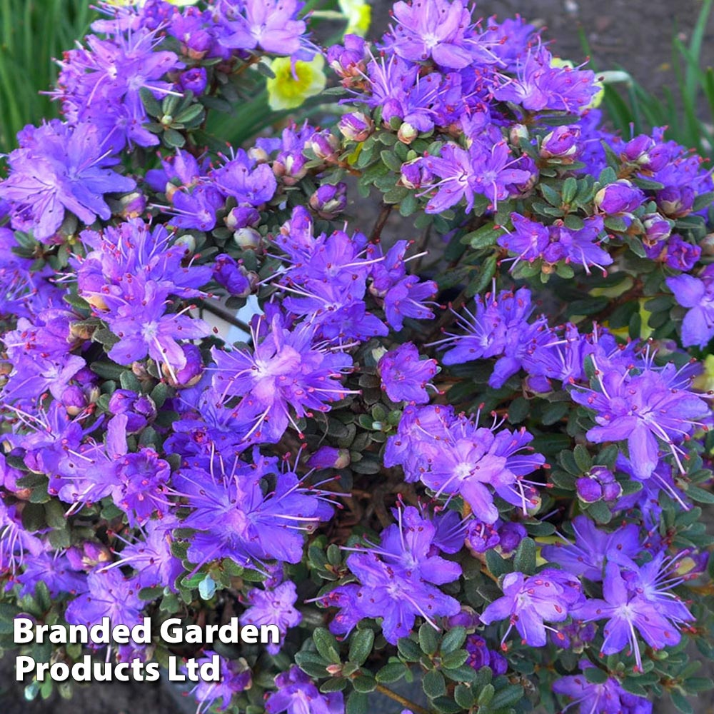 Rhododendron fastigiatum 'Blue Steel' image