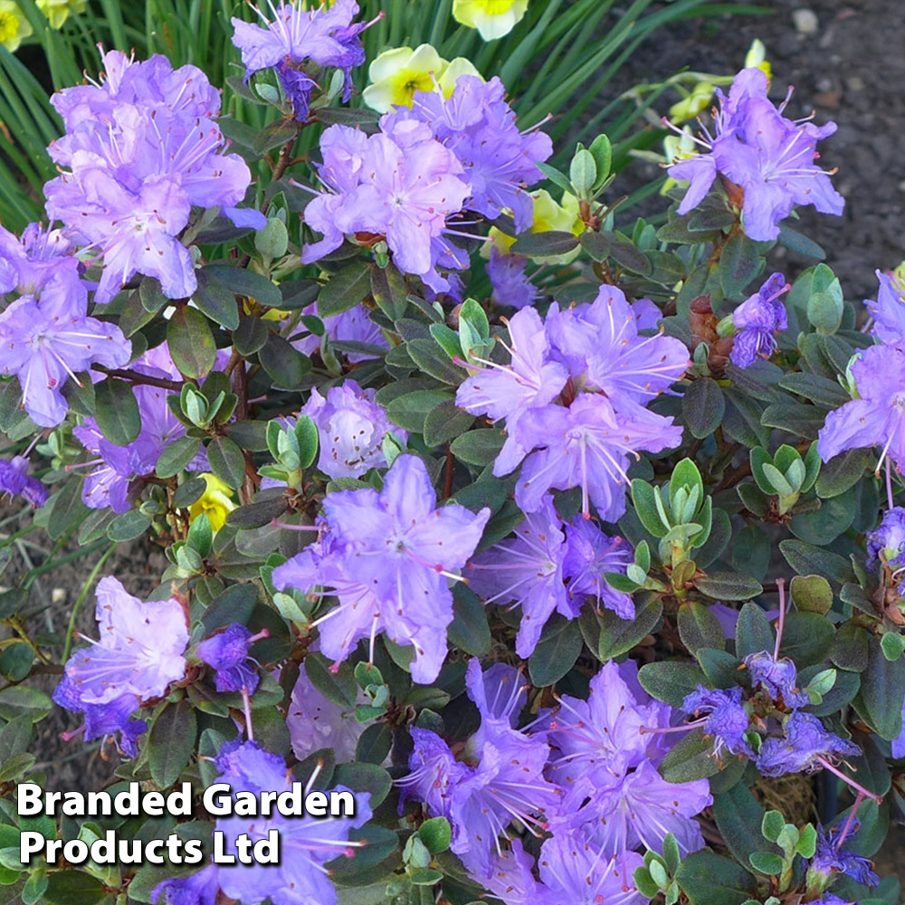 Rhododendron 'Ramapo' image