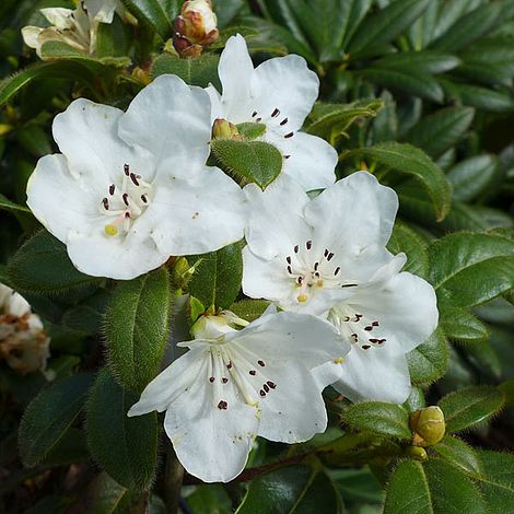 Rhododendron 'Snow Lady' image