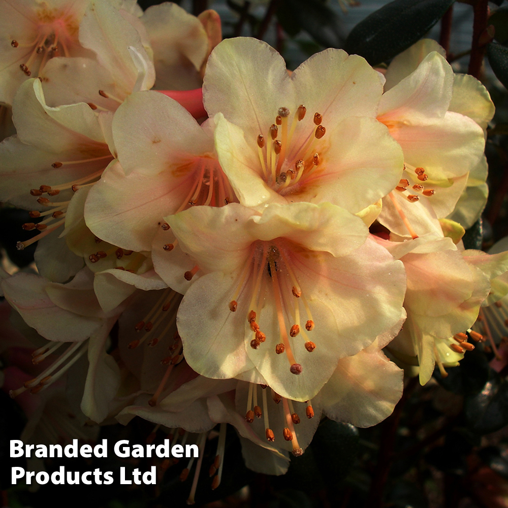 Rhododendron 'Barnaby Sunset' image