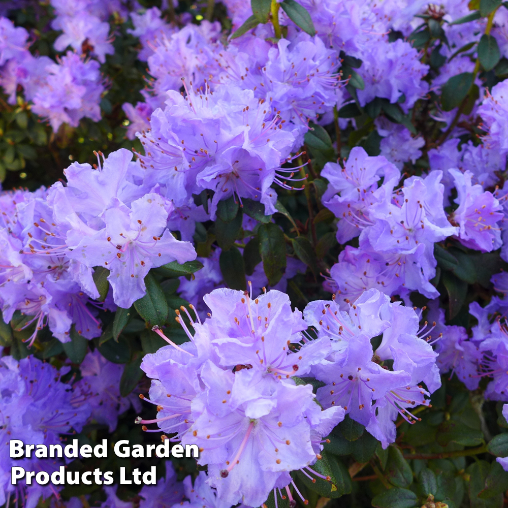 Rhododendron 'Dwarf Blue' image