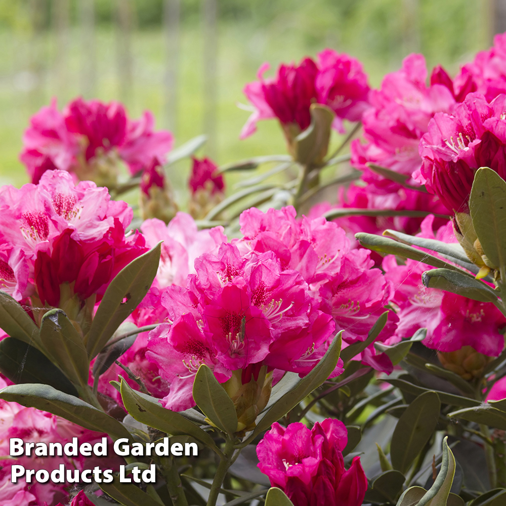 Rhododendron 'Conny' (Azalea Group) image