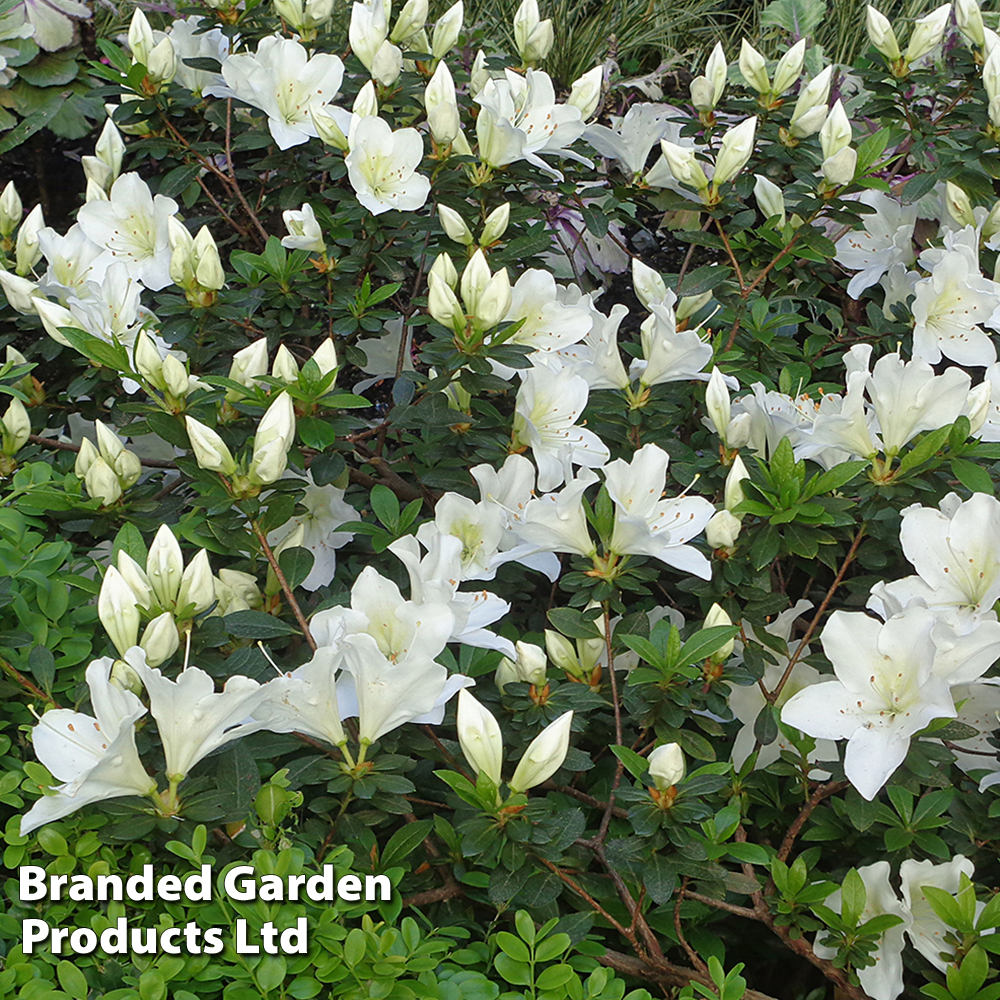 Rhododendron 'Crane' image