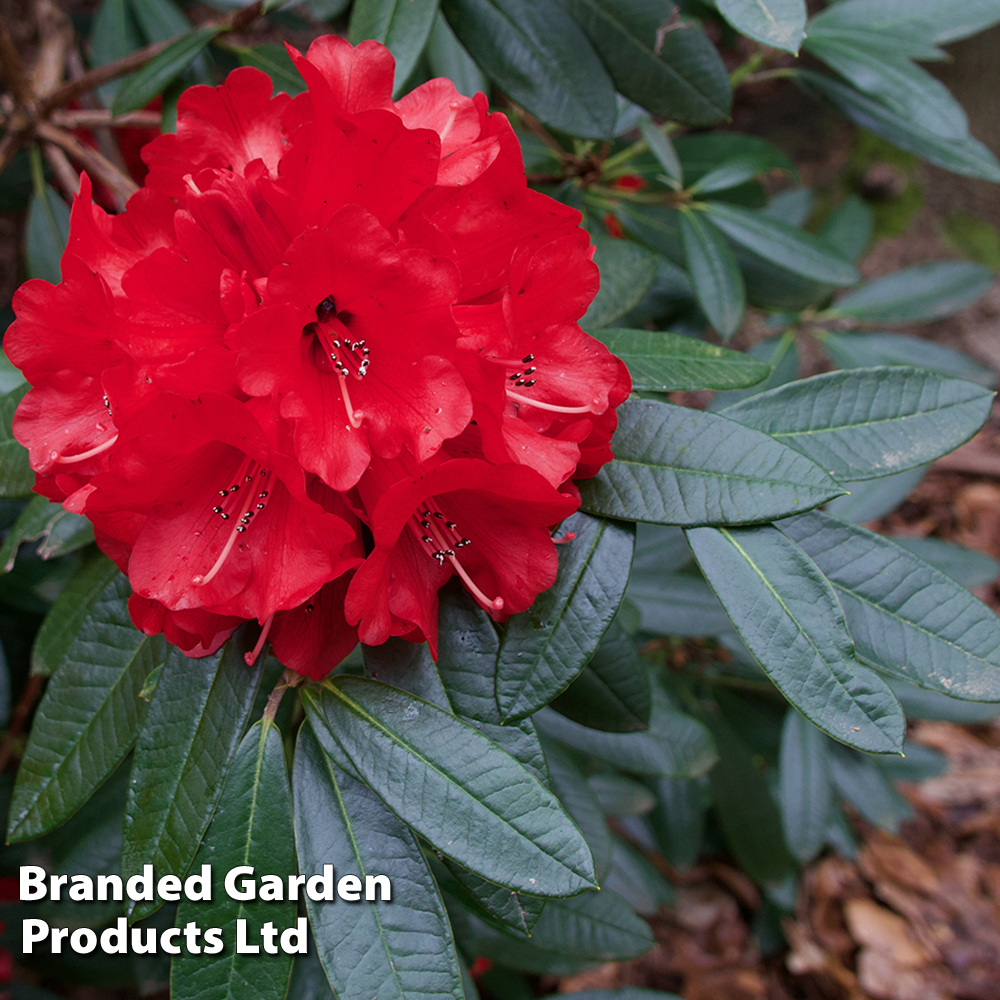 Rhododendron 'Dopey' image