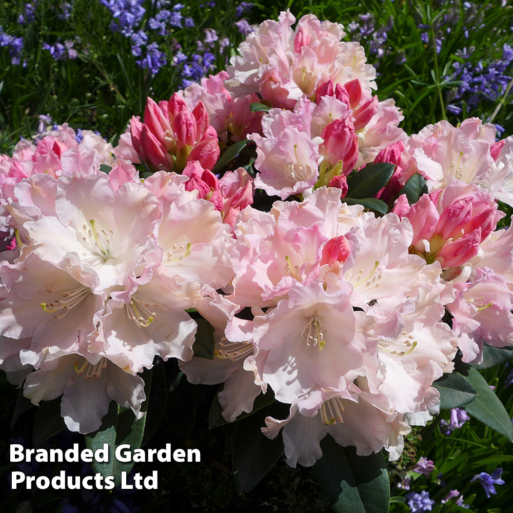 Rhododendron 'Dreamland' image