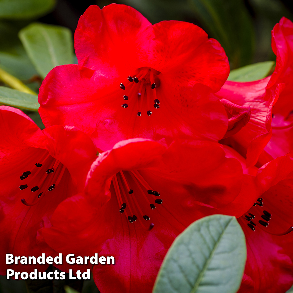 Rhododendron 'Elizabeth' image