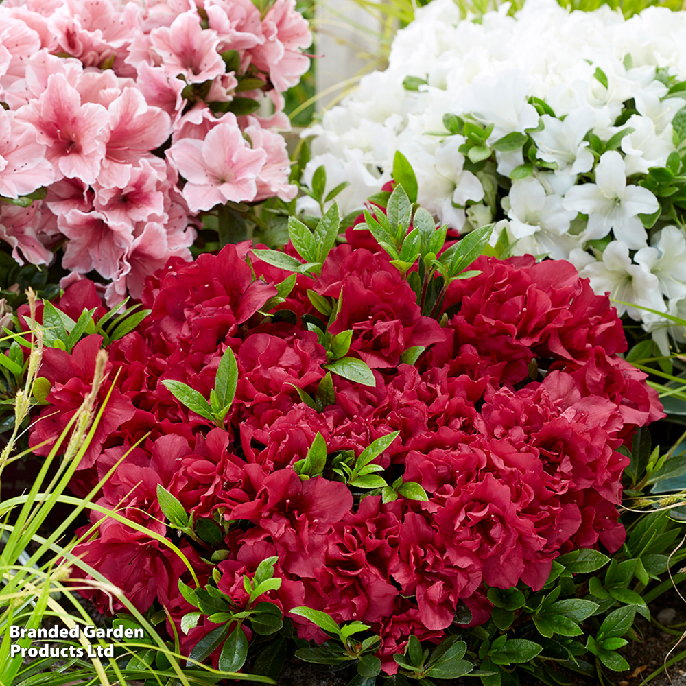 Rhododendron 'Encore Autumn Fire' (Azalea Group) image