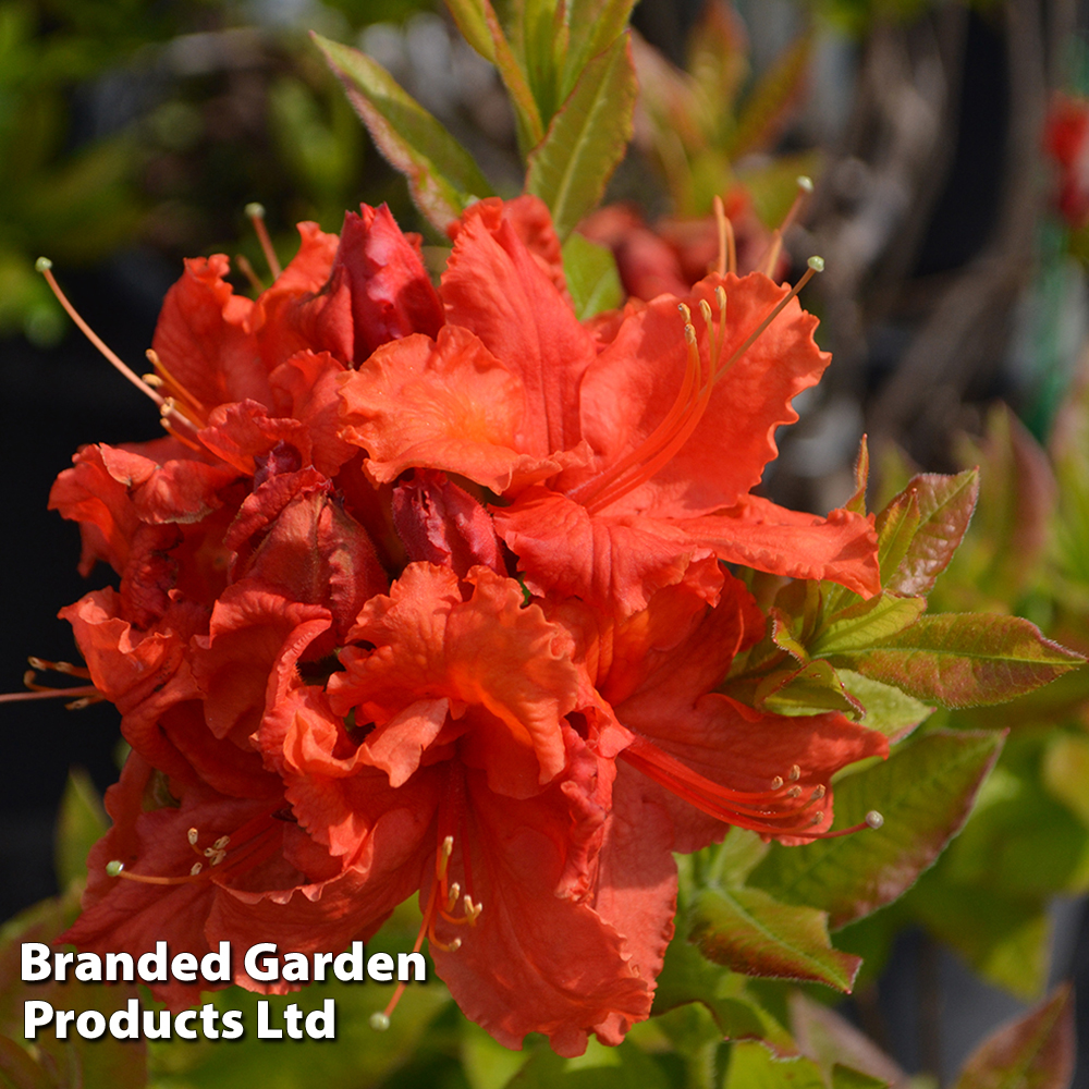 Rhododendron 'Gibraltar' (Azalea Group) image