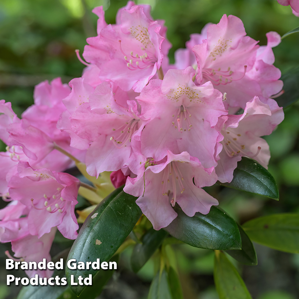 Rhododendron 'Kalinka' image