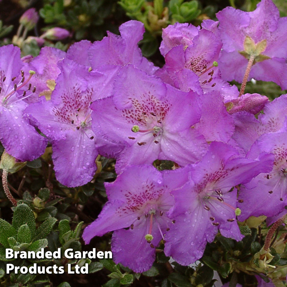 Rhododendron 'Dwarf Keleticum' image