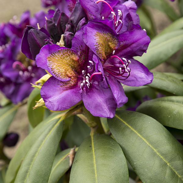 Rhododendron 'Hybrid Purple' image