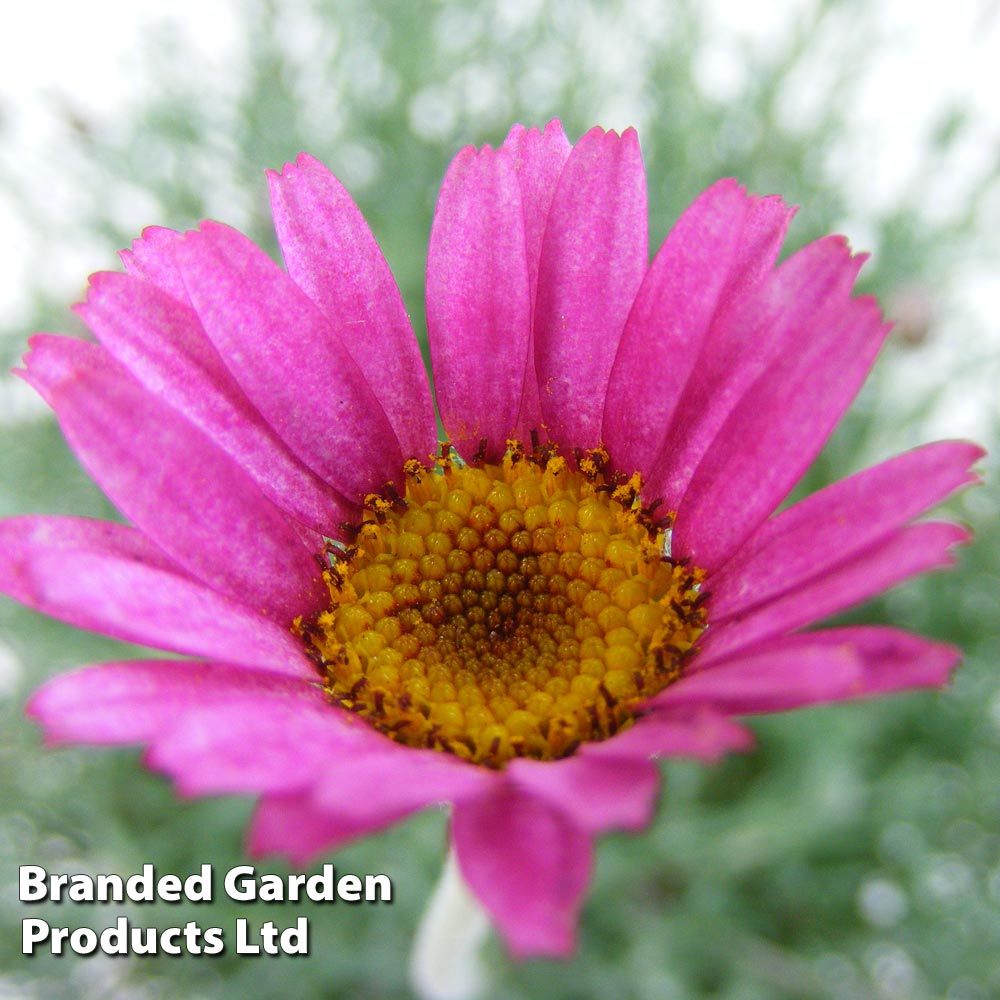 Rhodanthemum 'Marrakech' image