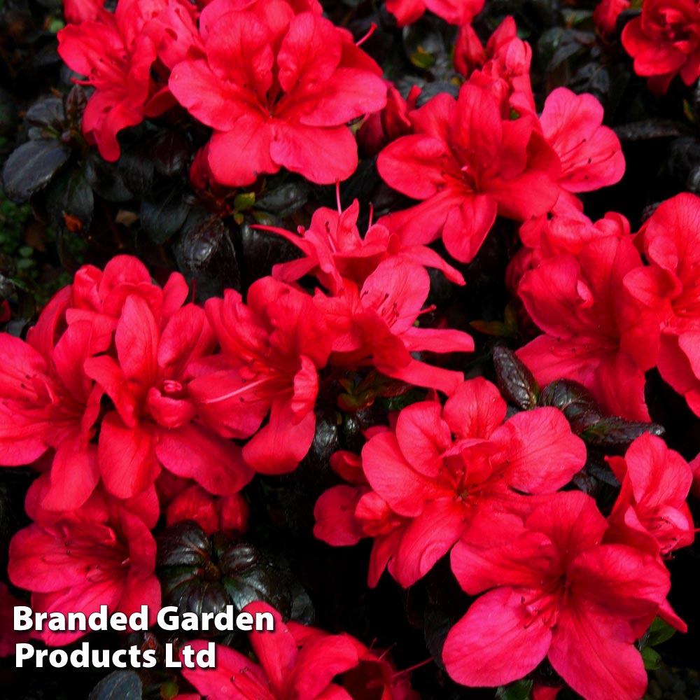 Rhododendron 'Maruschka' (Azalea Group) image