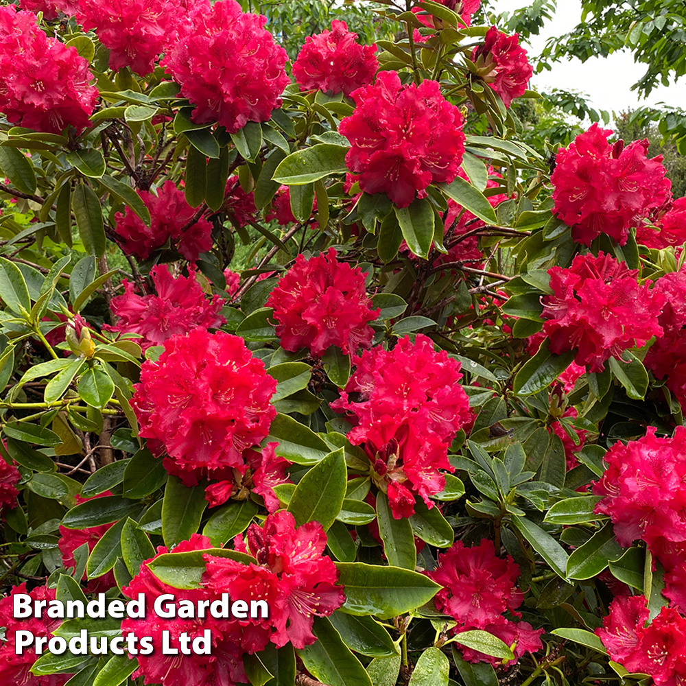 Rhododendron 'Markeetas Prize' image