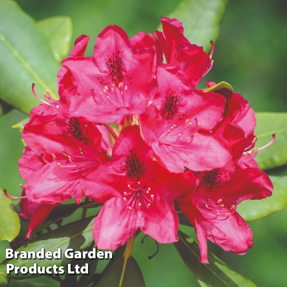 Rhododendron 'Nova Zembla' image