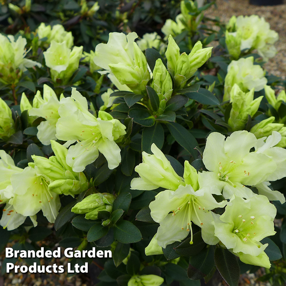 Rhododendron 'Patty Bee' image