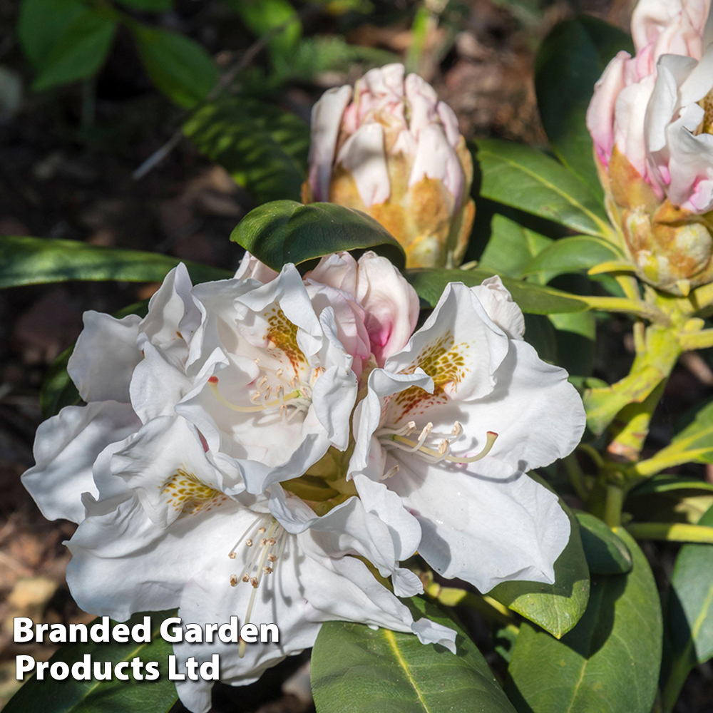 Rhododendron 'Hachmann's Porzellan' image