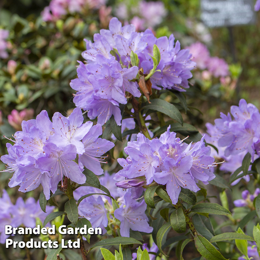 Rhododendron 'Praecox' image