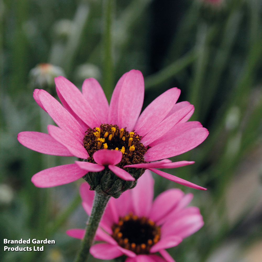 Rhodanthemum gayanum 'Pretty in Pink' image