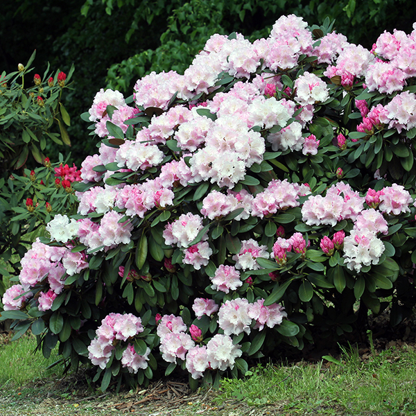 Rhododendron 'Silberwolke' image