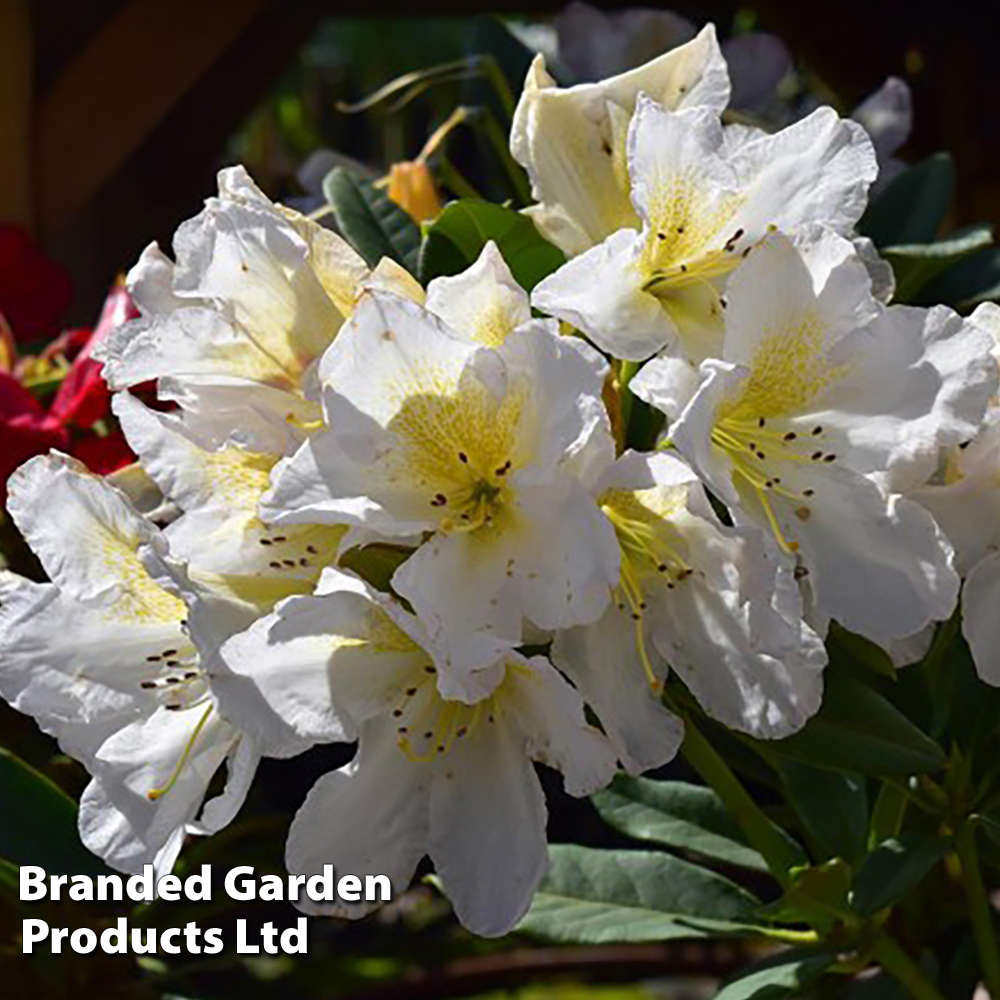 Rhododendron 'Silver Sixpence' image