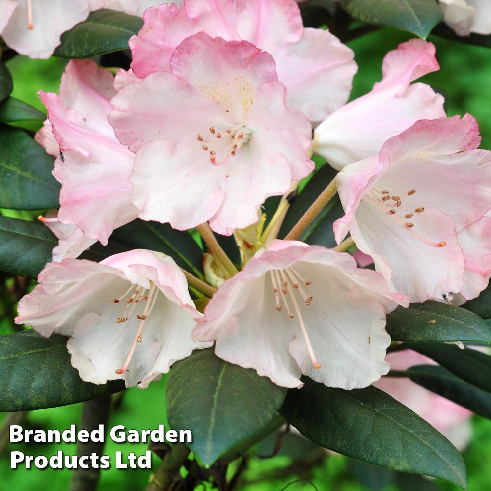 Rhododendron 'Sir Robert' (Azalea Group) image