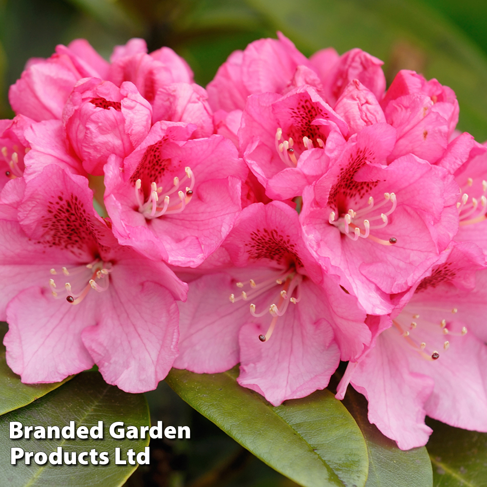 Rhododendron 'Sneezy' image