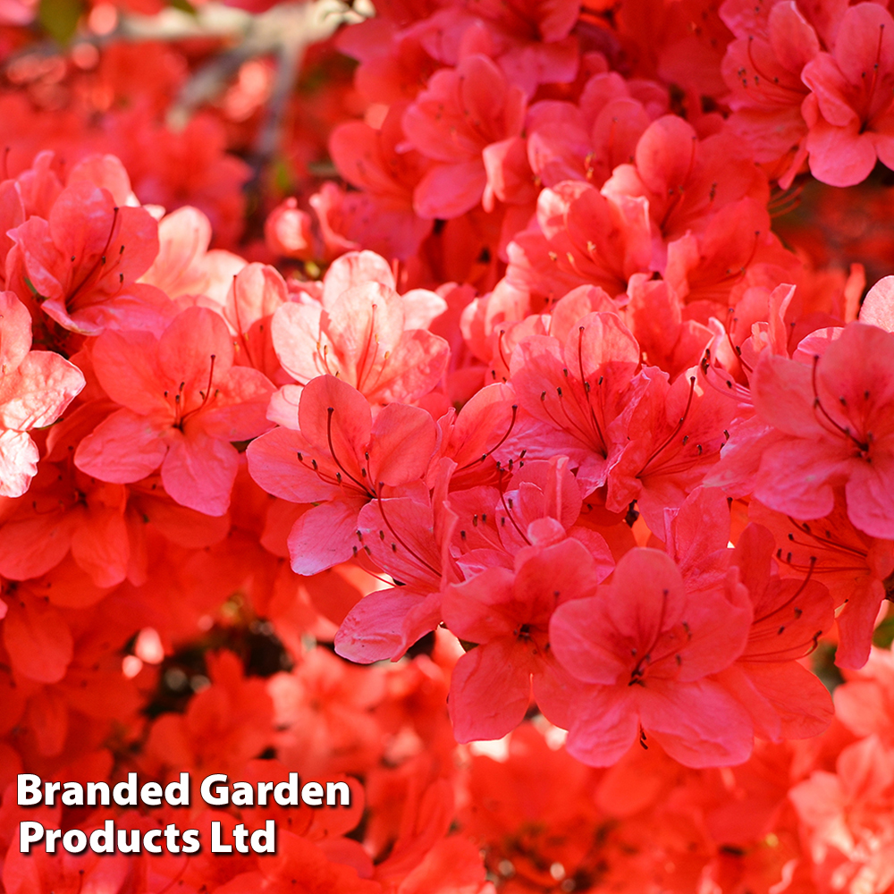 Rhododendron 'Stewartstonian' image