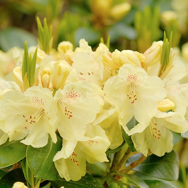 Rhododendron 'Swift' image