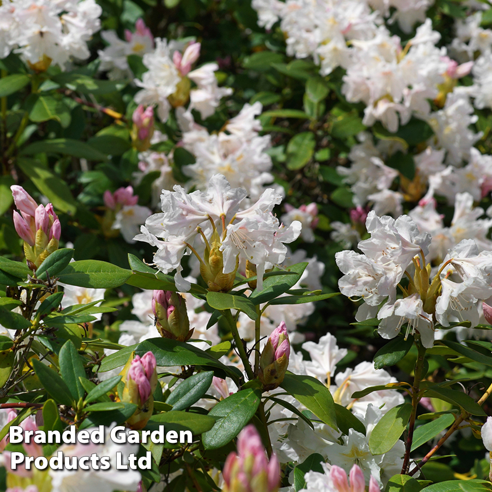 Rhododendron 'Tinkerbird' image