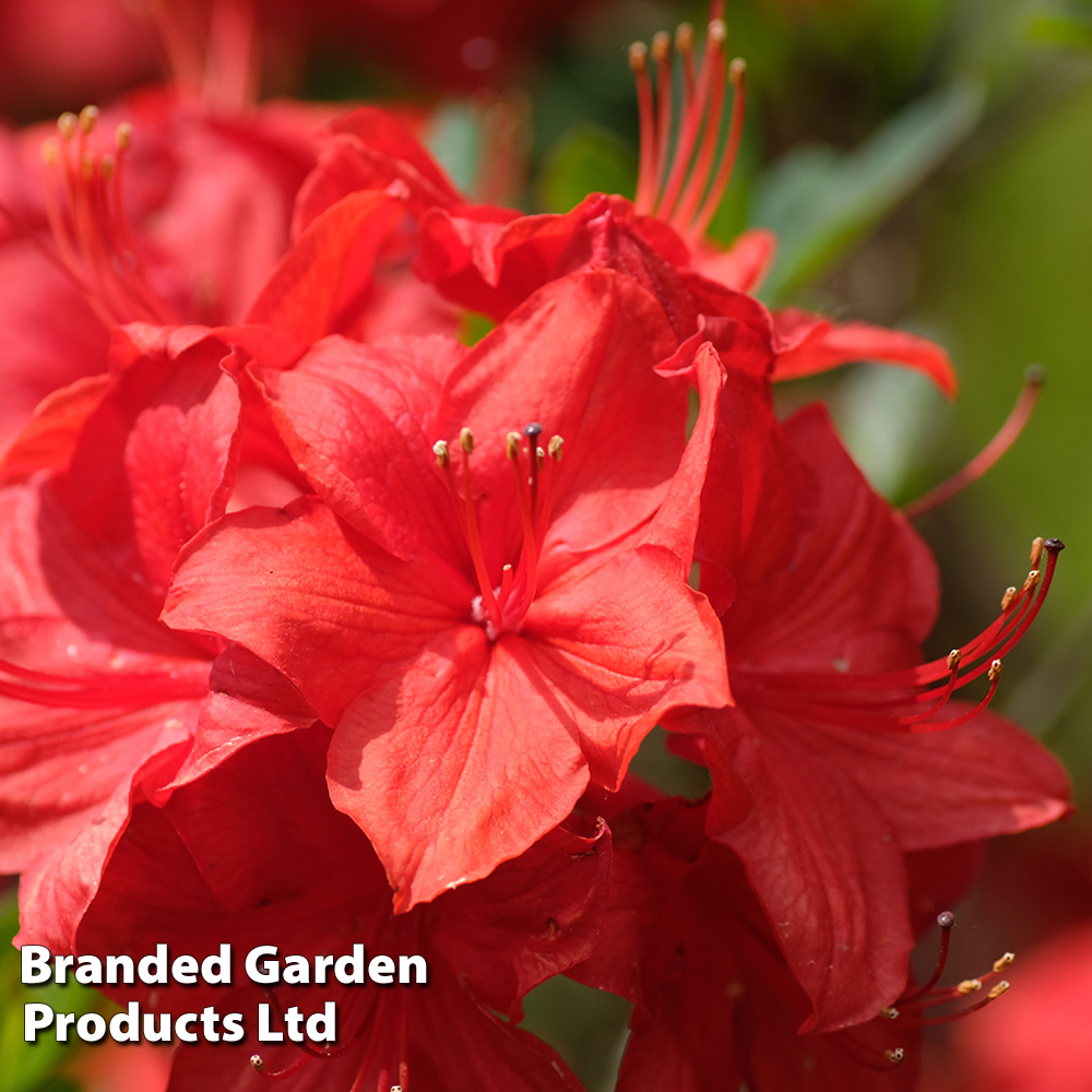 Rhododendron 'Toreador' (Azalea Group) image