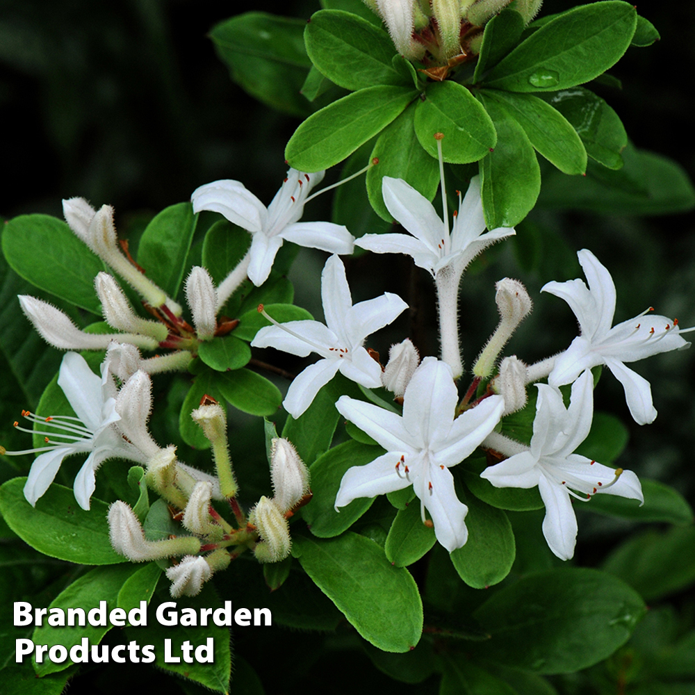 Rhododendron viscosum image