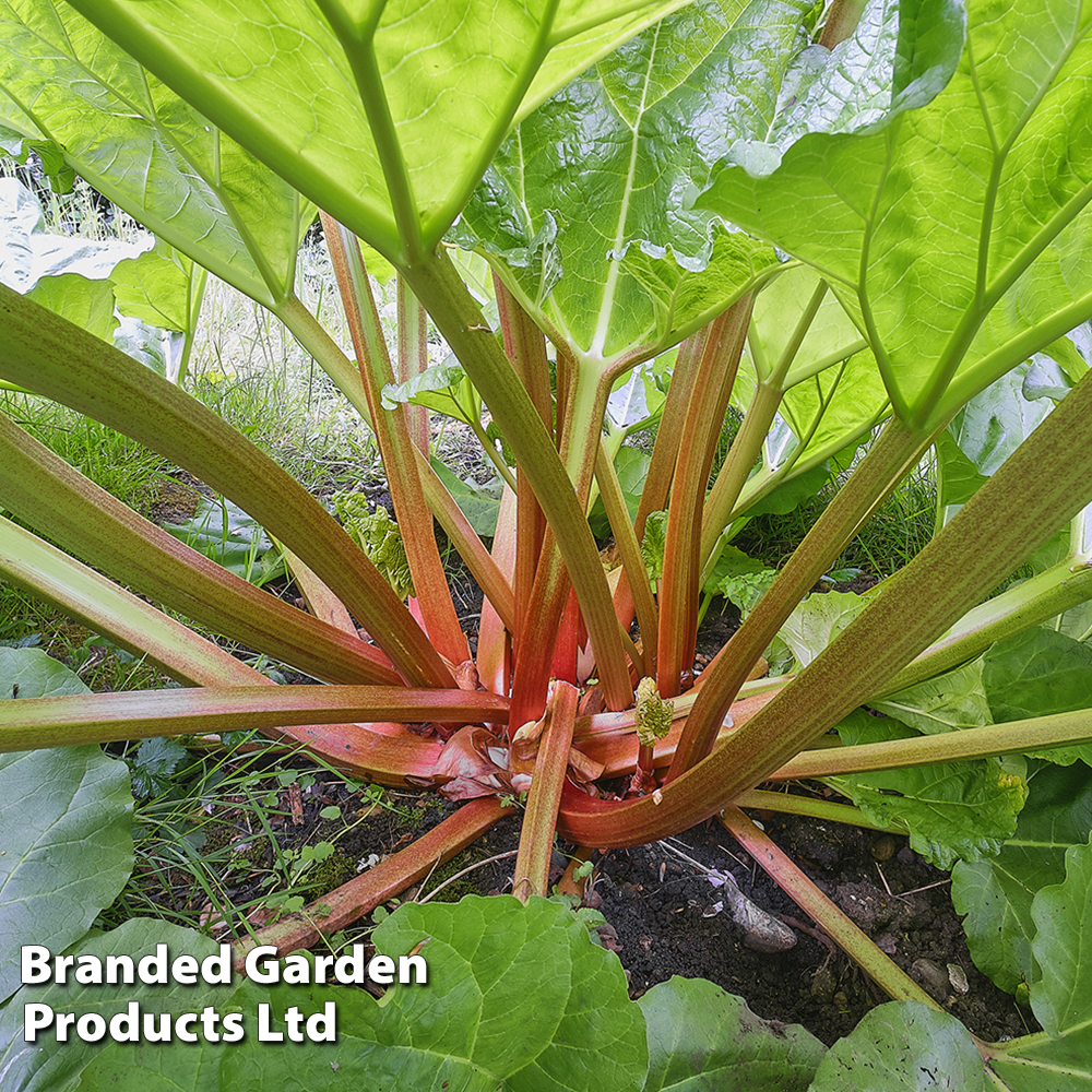 Rhubarb 'Thompson's Terrifically Tasty' (Spring/Autumn Planting) image