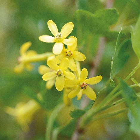 Ribes odoratum image