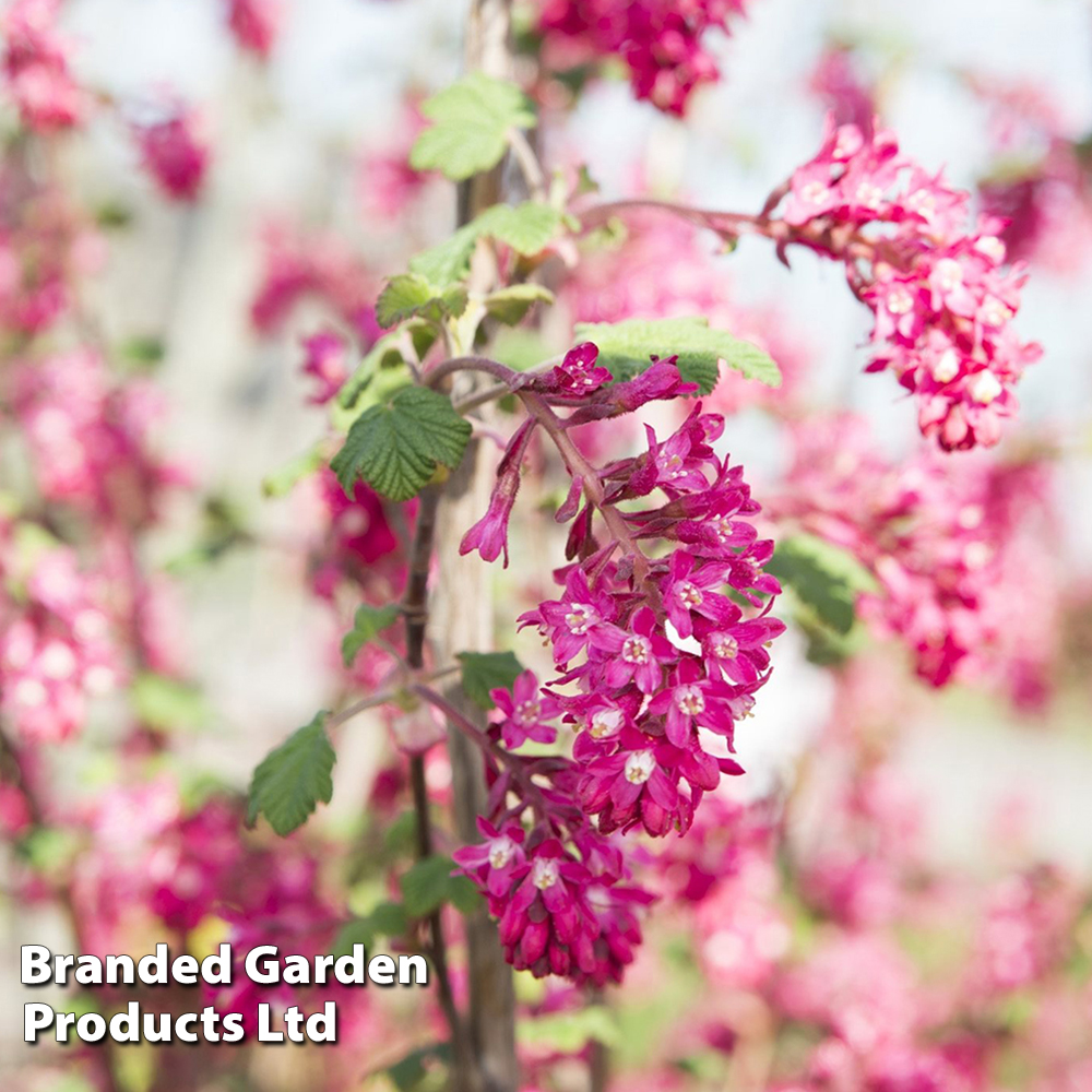 Ribes sanguineum 'Amour' image