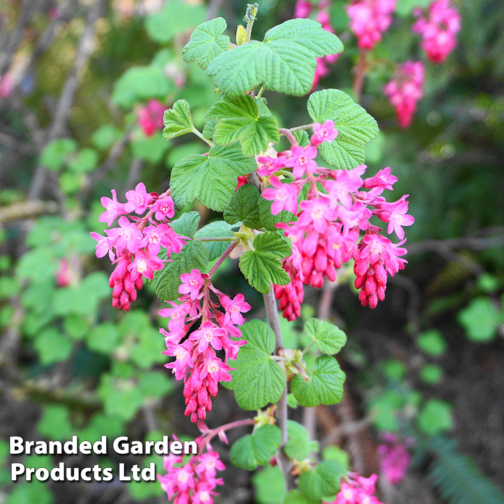 Ribes sanguineum image