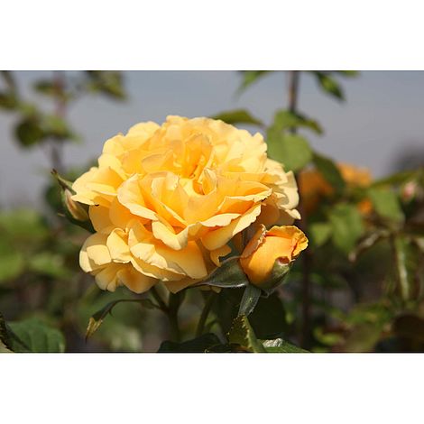 Rose 'Amber Queen' image