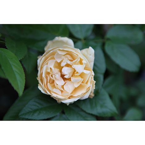 Rose 'Buff Beauty' image