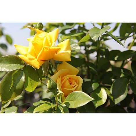 Rose 'Goldstar' image