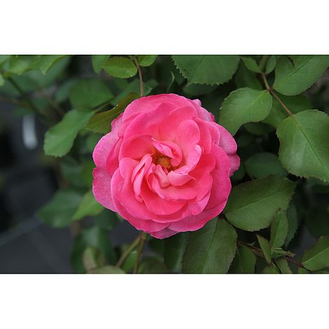 Rose 'Melrose' image