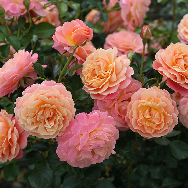 Rose 'Peach Melba' (Climbing) image