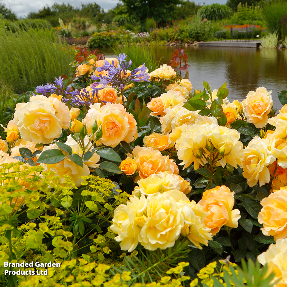 Rose 'Queen Bee' (Floribunda Rose) image