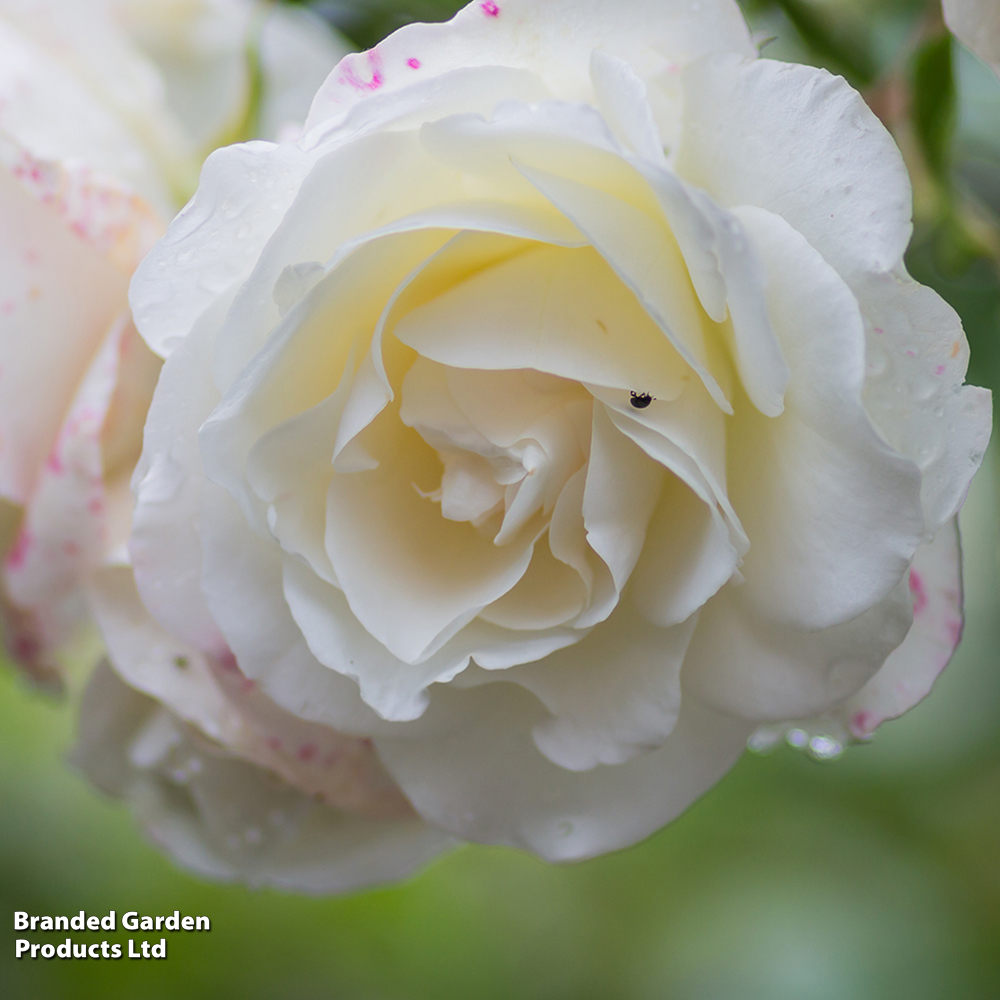 Rosa 'Madame Alfred Carriere' (Climbing Rose) image