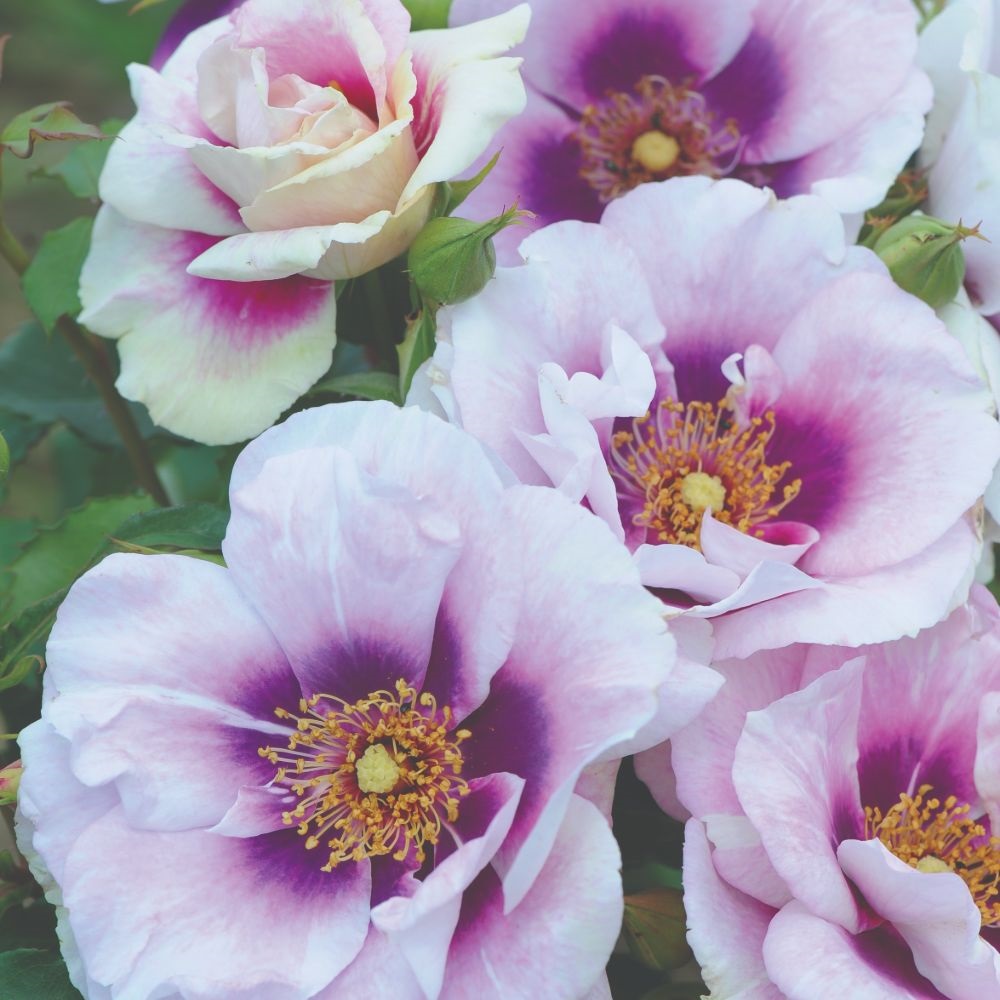 Rose 'Blue Eyes' (Floribunda Rose) image