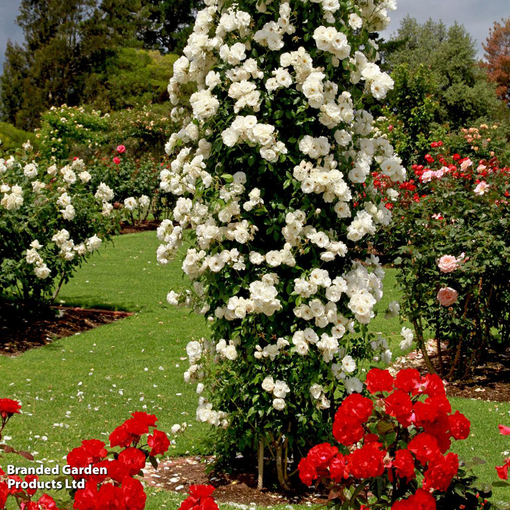 Rose 'Climbing Iceberg' (Climbing) image